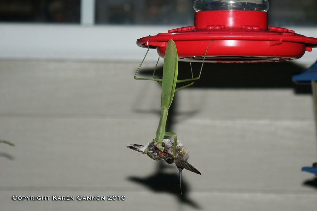 Name:  mantis-hummingbird-c1.jpg
Views: 20
Size:  50.7 KB