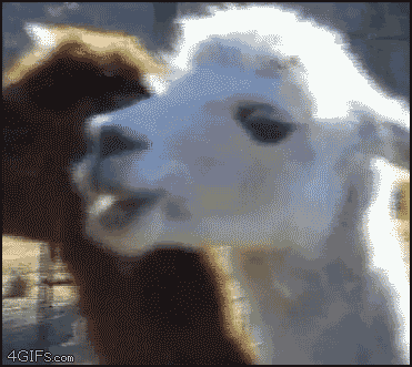 Name:  llama-creepy.gif
Views: 26
Size:  1.94 MB
